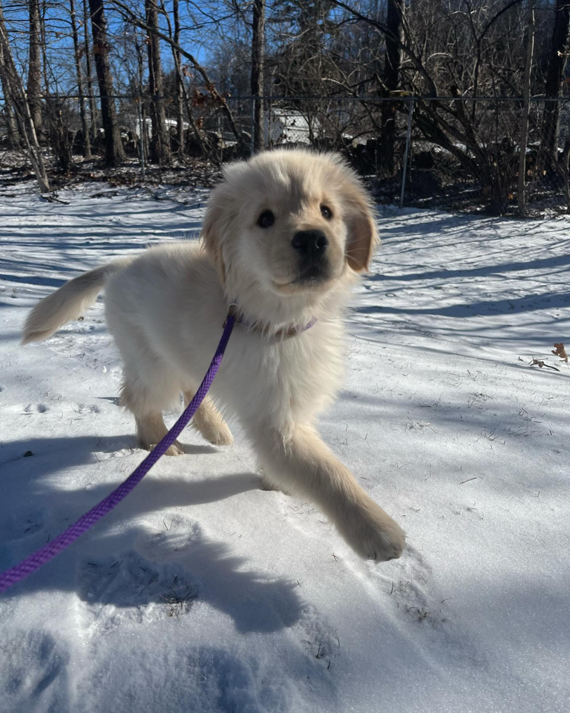 playing-in-snow.webp