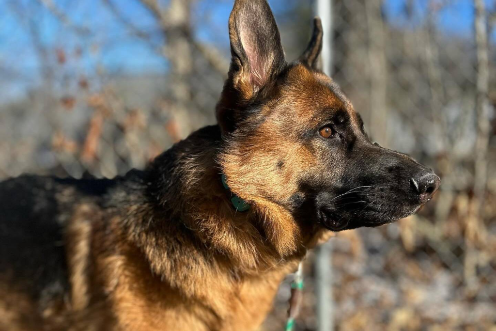 german-shepard.webp