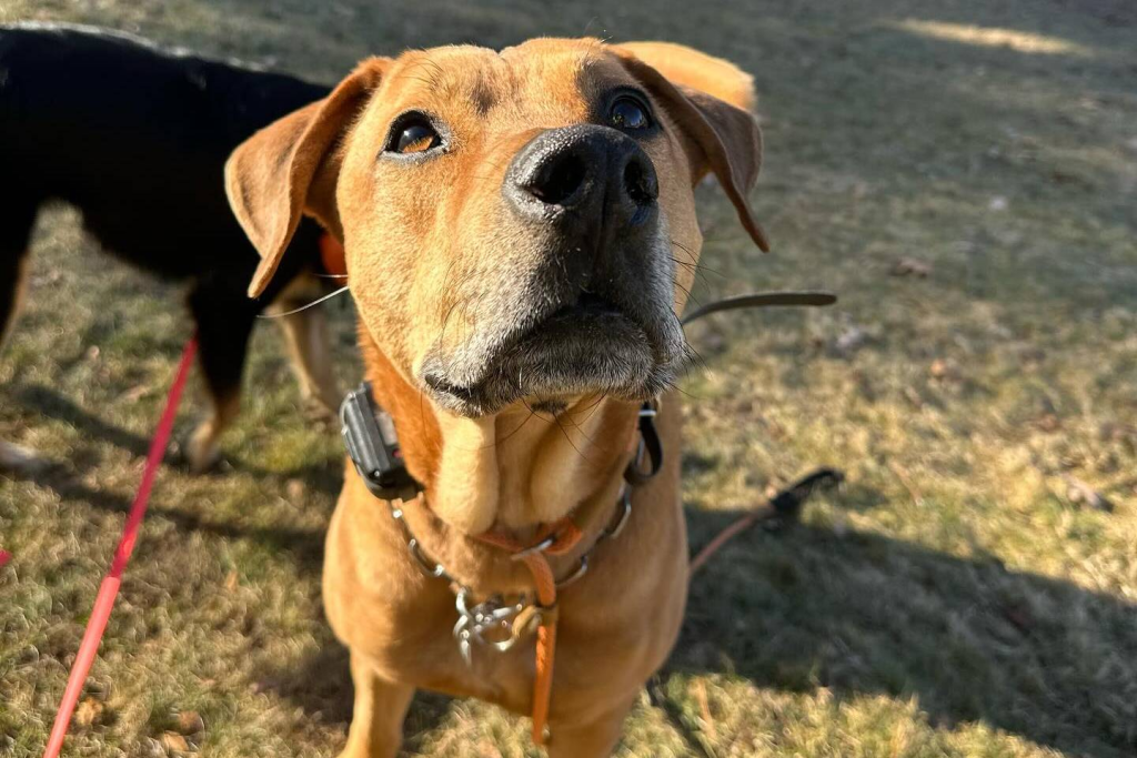good-boy.webp