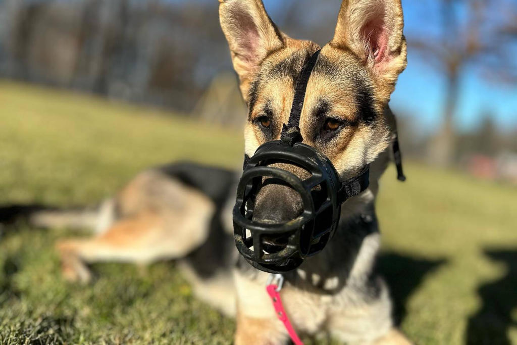 muzzle.webp